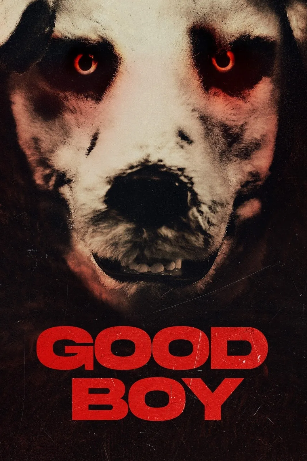 Good Boy Movie Information & Trailers KinoCheck