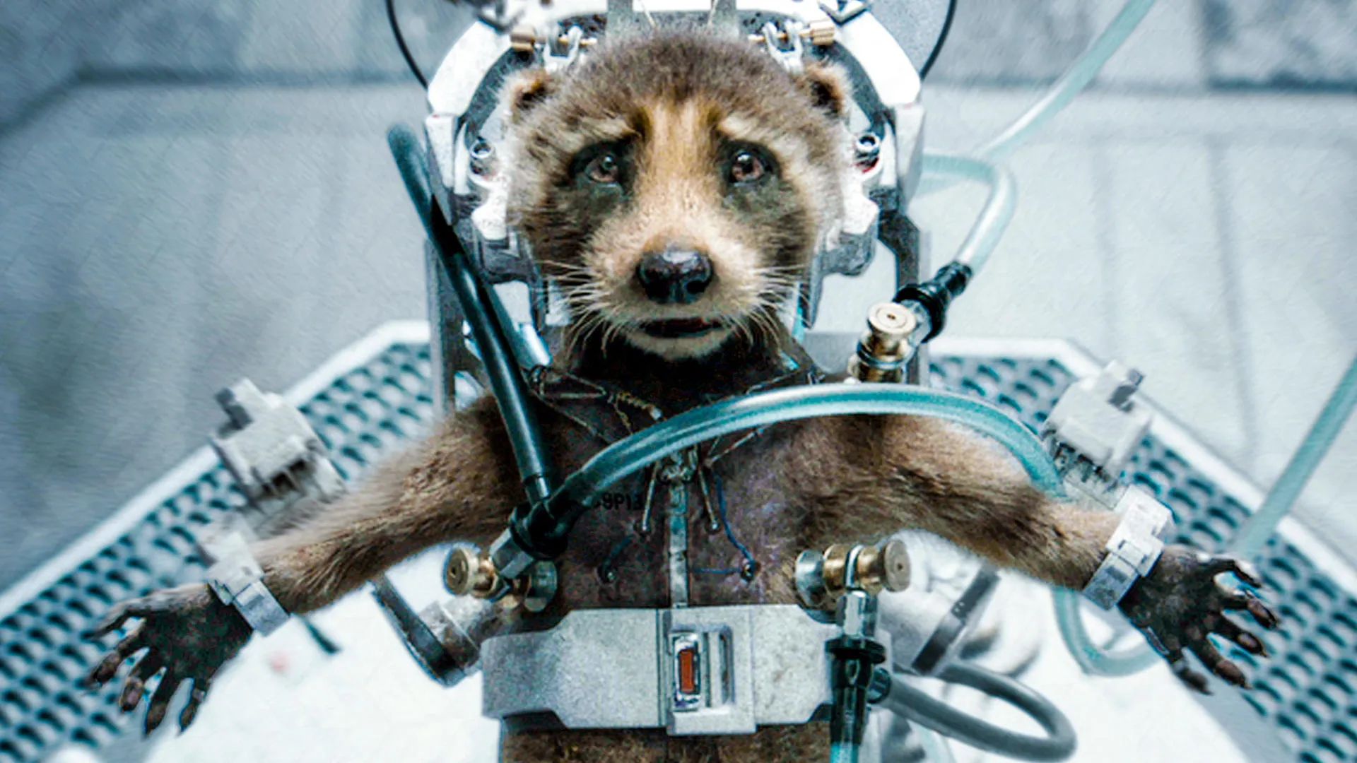 rocket racoon guardians of the galaxy