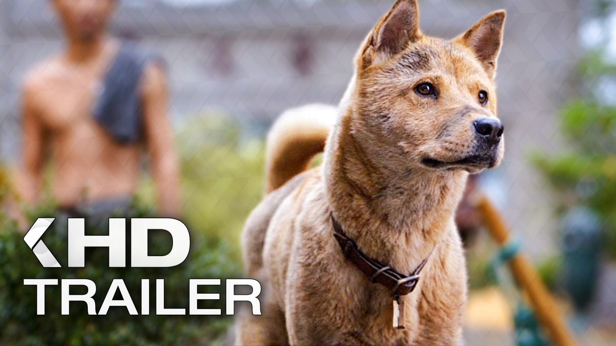 hachiko eine wunderbare freundschaft ansehen