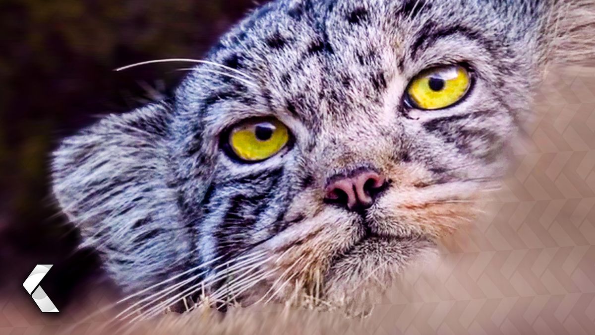 Der Schneeleopard Special KinoCheck