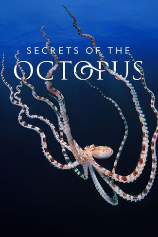 Poster zu Die geheimnisvolle Welt der Oktopusse