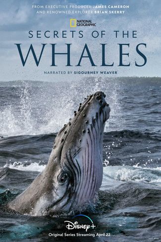 Poster zu Die geheimnisvolle Welt der Wale