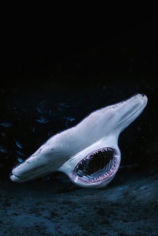 Poster zu Haie auf Angriff – Den Jägern auf der Spur