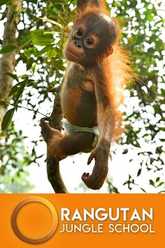 Poster of Orangutan Jungle School