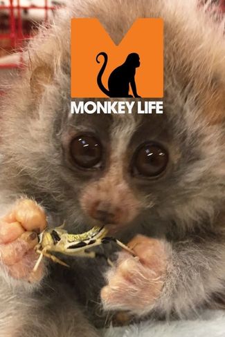 Poster zu Monkey Life