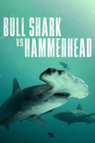 Poster zu Bullenhai vs. Hammerhai