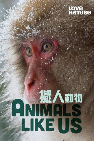 Poster zu Tiere wie wir