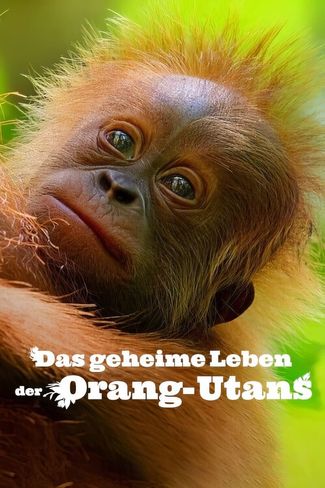 Poster of Secret Lives of Orangutans