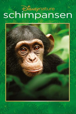 Poster zu Schimpansen