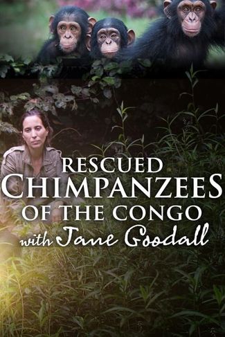 Poster of Rescued Chimpanzees of the Congo with Jane Goodall