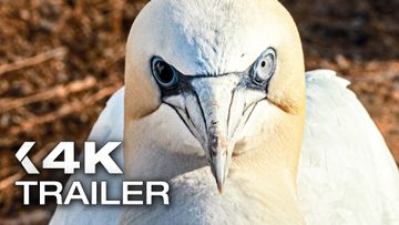 Bild zu WATCHING PEOPLE WATCHING BIRDS Trailer German Deutsch OmU (2026)