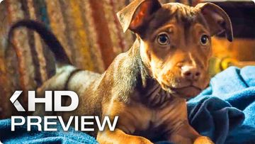 Image of A DOG'S WAY HOME - First 10 Minutes Preview & Trailer (2019)