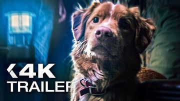 Bild zu GOOD BOY: Trust his instincts Trailer German Deutsch (2025)