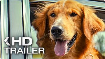 Bild zu A DOG'S PURPOSE Trailer (2017)