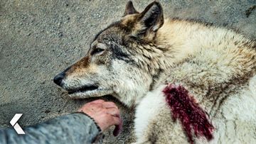 Image of Wolf Attack Encounter Scene - Alpha (2018)