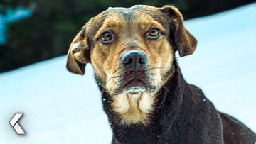 Image of Facing The Avalanche Danger - A Dog's Way Home