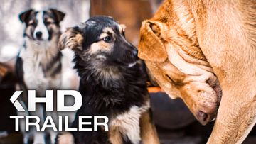 Bild zu DREAMING DOGS Trailer German Deutsch UT (2025)