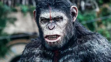 Image of Dawn of the Planet of the Apes - All Clips From The Movie (2014)