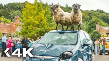 Image of THE SHEEP DETECTIVES All Clips & Trailer
