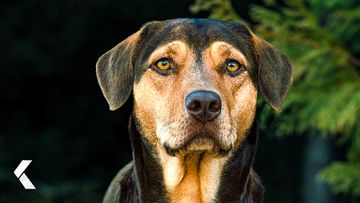 Image of When The Coyotes Came - A Dog's Way Home