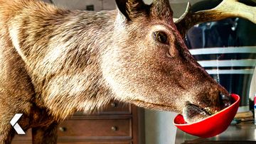 Image of Deer In the House Scene - Grown Ups 2 (2013)