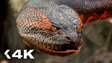 Image of Blood and Terror when the Anaconda Hunts | Anaconda Movies Best Kill Scenes