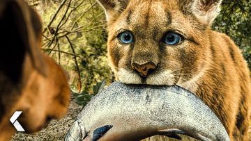 Image of Runaway Dog Crossed Paths With A Big Kitten - A Dog's Way Home