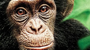Bild zu Schimpansen Offizieller Trailer 2 German Deutsch HD 2013