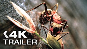 Bild zu INSEKTEN: Helden im Verborgenen Trailer German Deutsch (2026)