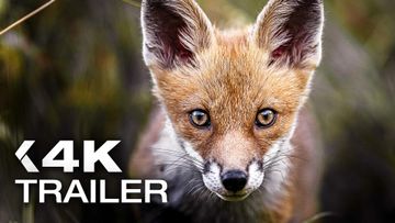 Bild zu DAS FLÜSTERN DER WÄLDER Trailer German Deutsch (2026)