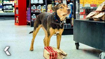 Image of Stealing Chicken From The Grocery Store - A Dog's Way Home