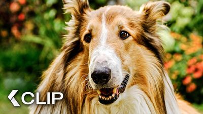 Lassie - A New Adventure (Lassie - Ein neues Abenteuer) - Cineuropa