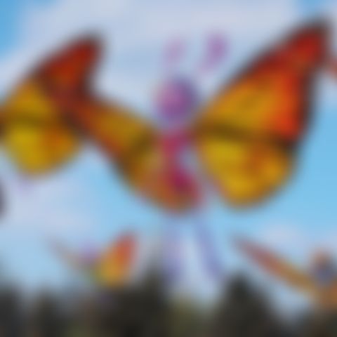 Image for Butterfly Tale