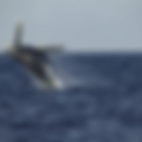 Image for Die geheimnisvolle Welt der Wale
