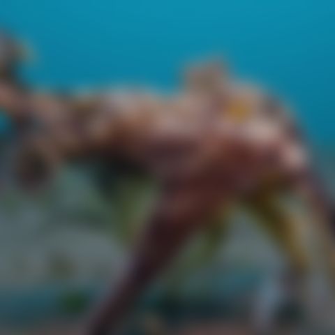 Image for Die geheimnisvolle Welt der Oktopusse