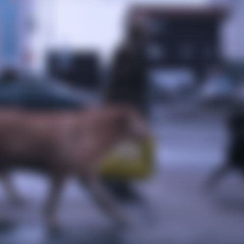 Image for Dreaming Dogs