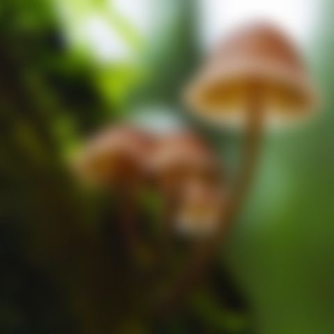 Image for Fantastische Pilze –  Die magische Welt zu unseren Füßen