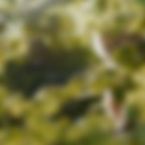 Image for The Magic Faraway Tree