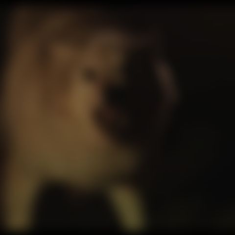 Image for Alma & the Wolf