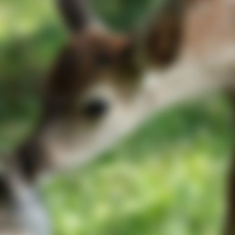 Image for Bambi: Eine Lebensgeschichte aus dem Walde