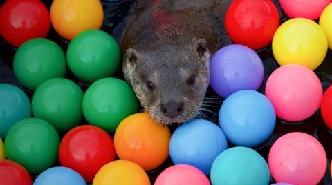 Bild zu Billy & Molly: Eine Liebe zwischen Mensch und Otter
