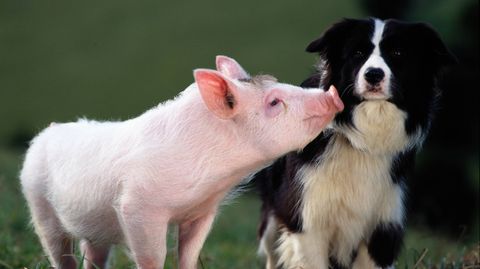 Bild zu Ein Schweinchen namens Babe