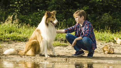 Bild zu Lassie - Eine Abenteuerliche Reise