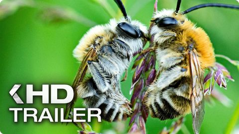 Bild zu Wildbienen und Schmetterlinge <span>Trailer</span>