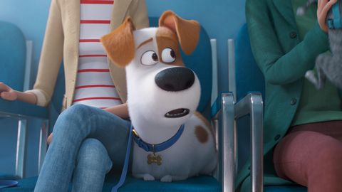 Image of The Secret Life of Pets 2