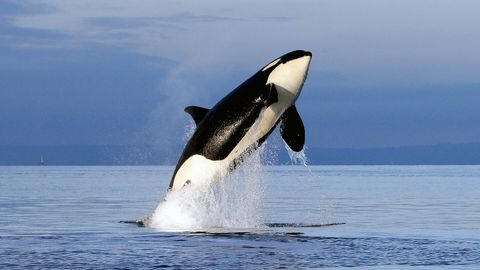 Bild zu Free Willy 2: Freiheit in Gefahr