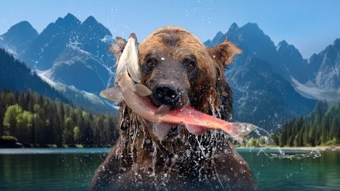 Image of The Hungry Games: Alaska's Big Bear Challenge