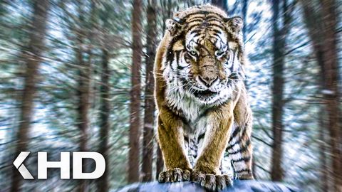 Bild zu The Tiger: Legende einer Jagd <span>Clip & Trailer</span>