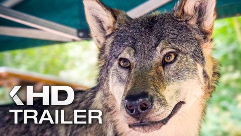 Bild zu Im Land der Wölfe <span>Trailer</span>