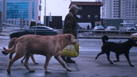 Image of Dreaming Dogs